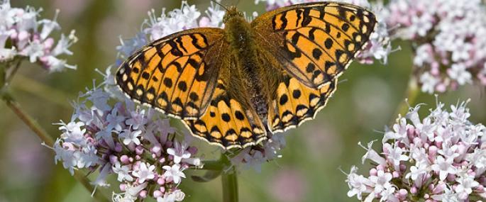Dark green fritillary butterfly - Keith Warmington - Keith Warmington